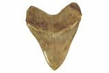 Serrated, Fossil Megalodon Tooth - Top Quality Indonesian Meg #226236-2